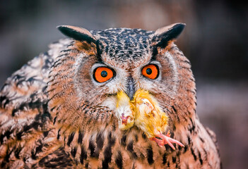 A wild owl caught a chicken, prey on the hunt. The look of an owl, the observation of a night hunter, the wisdom of a predator.