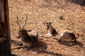 A beautiful sika deer is resting in the forest in autumn.
