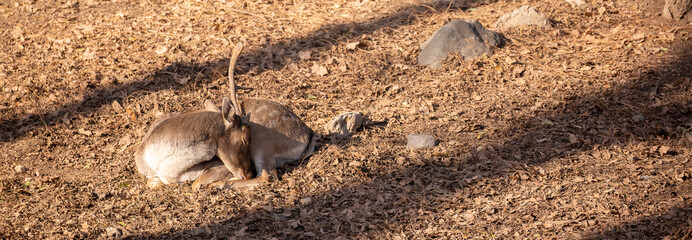 A beautiful sika deer is resting in the forest in autumn.