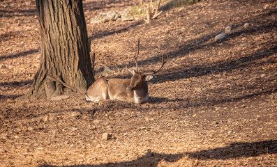 A beautiful sika deer is resting in the forest in autumn.