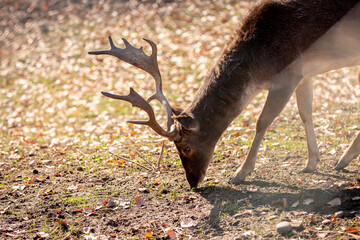 A beautiful sika deer is resting in the forest in autumn.