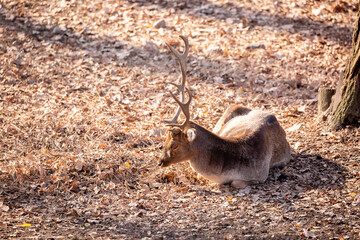 A beautiful sika deer is resting in the forest in autumn.