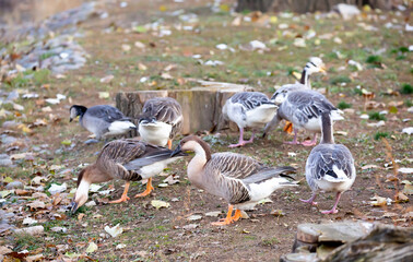 Geese and ducks walk on the grass in a green meadow in the pasture. Livestock raising and farming...