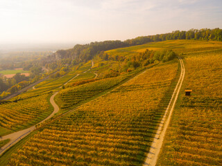 Weinberge Reben