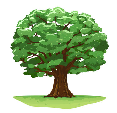 One wide massive magic old oak tree with green leaves on green grass isolated illustration, majestic oak with a rough trunk and big crown on green meadow with grass in summer day isolated