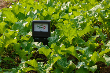 Soil meter for checking the pH in the soil of vegetable plant. Agricultural technology concept