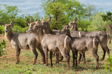 Naklejka na ściany i meble Herd of waterbucks - Kobus ellipsiprymnus with trees and sky in background. Photo from Kruger National Park in South Afrcia.