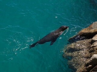 Naklejka premium High angle shot of a seal swimming breaking surface in crystal clear blue water at Abel Tasman National Park New Zealand