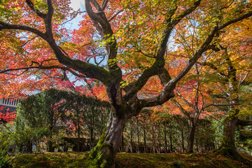 Autumn leaves at Jojakko-ji temple, Kyoto, Japan