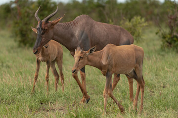 Naklejka na ściany i meble Common tsessebe or sassaby - Damaliscus lunatus lunatus mother with calf walking on green grass. Photo from Kruger National Park in South Africa.