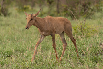 Common tsessebe or sassaby - Damaliscus lunatus lunatus  calf walking on green grass. Photo from Kruger National Park in South Africa