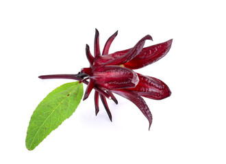 roselle hibiscus on white background