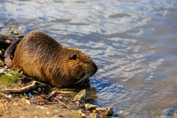 Nutria on the banks of the Vltava river in Prague the capital of the Czech Republic. Urban animals.Background