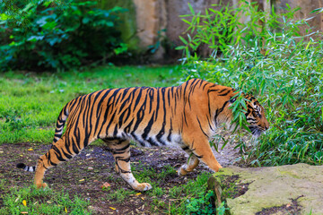 The tiger walks in search. Background with selective focus and copy space