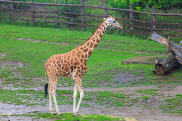 Very beautiful giraffe. Background with selective focus and copy space