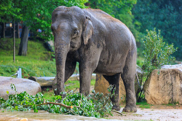 The elephant during the rain. Background with selective focus and copy space