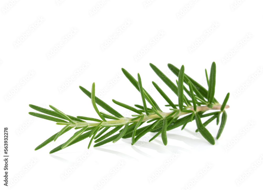 Wall mural twig of rosemary on a white background