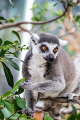 The closeup image of a Ring-tailed lemur (Lemur catta).
It is a large strepsirrhine primate and the most recognized lemur due to its long, black and white ringed tail. 