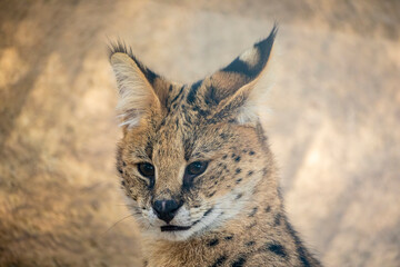 The serval (Leptailurus serval) is a wild cat native to Africa. It is characterised by a small...