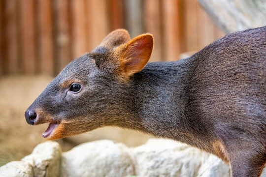 A closeup image of Southern Pudu (Pudu puda). It is from southern Chile and south-western Argentina.  
It is characterized by being the second smallest deer in the world.