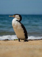 Black and white australian pied shag cormorant bird standing on sand beach in Abel Tasman National Park New Zealand