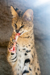 The serval (Leptailurus serval) is gnawing a bone. It is a wild cat native to Africa. It is characterised by a small head, large ears, a golden-yellow to buff coat spotted and striped with black.
