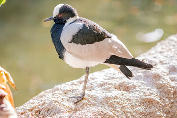 The blacksmith lapwing (Vanellus armatus) is a lapwing species that occurs commonly from Kenya through central Tanzania to southern and southwestern Africa. 