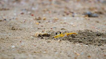 Beautiful large yellow Atlantic ghost crab hiding in burrow spotted in Cahuita National Park, Caribbean part of Costa Rica