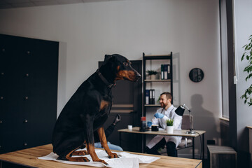 Beautiful doberman puppy lying on a veterinary table and gets an infusion. Vet holding infusion line attached to dog's leg. Short DOF and selective focus on veterinarian hand.