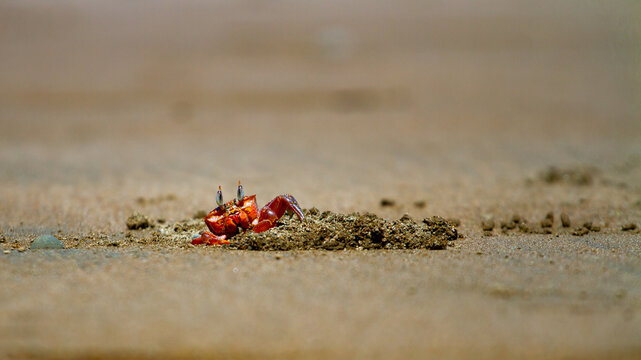 Beautiful colorful red painted ghost crab (Ocypode gaudichaudii) near its burrow spotted on Uvita beach in Marino ballena Costa Rica