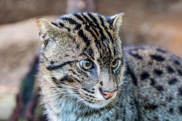 Naklejka na ściany i meble The closeup image of fishing cat (Prionailurus viverrinus). It is a medium-sized wild cat of South and Southeast Asia. It is the state animal of West Bengal. 