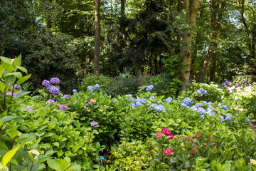 Bush of Hortensia flowers in the garden, Germany