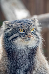 The closeup image of Pallas's cat (Otocolobus manul). 
It is a small wild cat with long and dense light grey fur. Its rounded ears are set low on the sides of the head. 