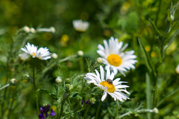 daisies flowers - close up - soft focus