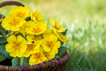 Blossoming yellow primrose in a basket - obrazy, fototapety, plakaty