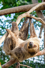 The close image of Linneaus' Two-toed Sloth (Choloepus didactylus).  A species of sloth from South America,  have longer hair, bigger eyes, and their back and front legs are more equal in length. © Danny Ye