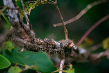 fotografia macro de natureza