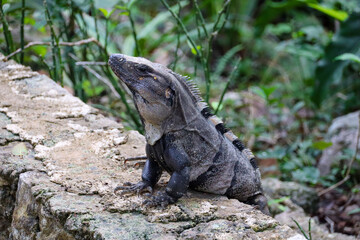 Impressions of Yucatan in Mexico