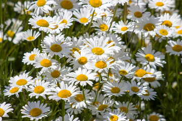 Ox-eye Daisy (Leucanthemum vulgare) in garden - close up