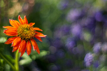 echinacea - coneflowers in the garden - abstrackt background
