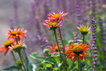 Fototapeta premium echinacea - coneflowers in the garden - abstrackt background
