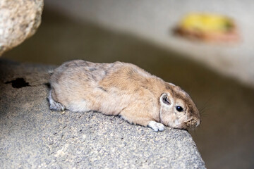 The common gundi (Ctenodactylus gundi) is a species of rodent in the family Ctenodactylidae. 
It is...