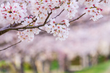 桜