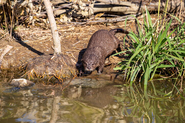 an Oriental Small-clawed Otter (Aonyx cinereus) cub wants to swim in the pond. 
It is an otter species native to South and Southeast Asia. It has short claws that do not extend beyond the pads.