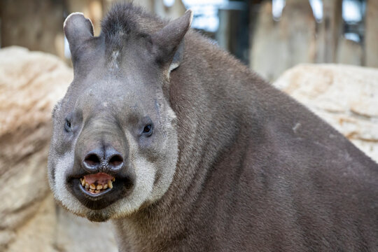 the closeup image of South American tapir (Tapirus terrestris), it is one of the four recognized species in the tapir family and the largest surviving native terrestrial mammal in the Amazon.
