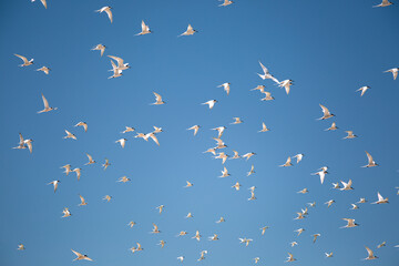 White birds fly on blue sky in Australia