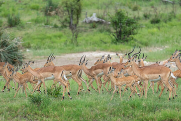 Herd of impalas or rooiboks - Aepyceros melampus - approaching the waterhole at Kruger National...