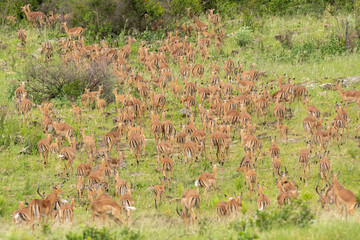 Herd of impalas or rooiboks - Aepyceros melampus - approaching the waterhole at Kruger National Park in South Africa.