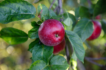 Czerwone jabłka na drzewie