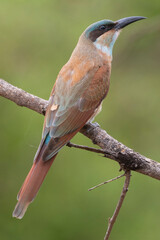 Colorful southern carmine bee-eater - Merops nubicoides - (formerly carmine bee-eater), juvenile plumag perched with green background. Photo from Kruger National Park in South Africa.